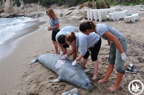 Φώκια σκοτώθηκε με κυνηγετικό όπλο έξω από τη Σάμο