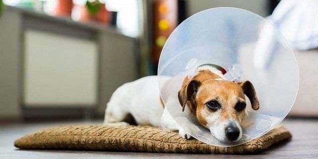 Δωρεάν πρόγραμμα στειρώσεων και ηλεκτρονικής καταγραφής αδέσποτων σκύλων