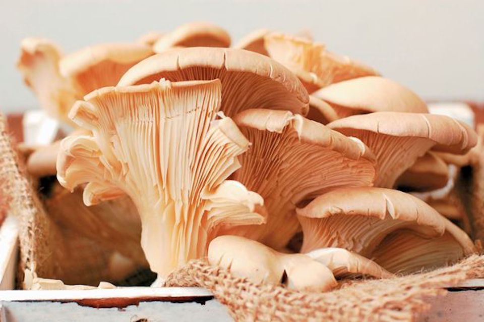 Μανιτάρια, Κέντρο Περιβαλλοντικής Εκπαίδευσης και Σάμος