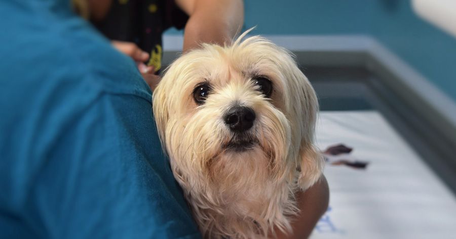 Δωρεάν  πρόγραμμα  στειρώσεων και ηλεκτρονικής καταγραφής αδέσποτων ζώων