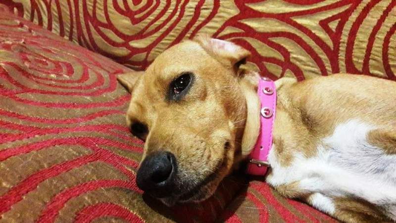 Συνεχίζονται  οι στειρώσεις αδέσποτων απο το Φιλοζωικό Σωματείο Σάμου