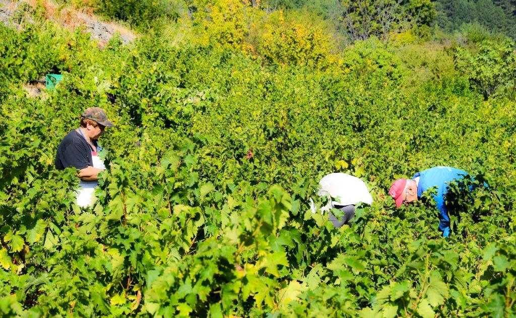 Έναρξη του τρυγητού για το σαμιώτικο μοσχάτο