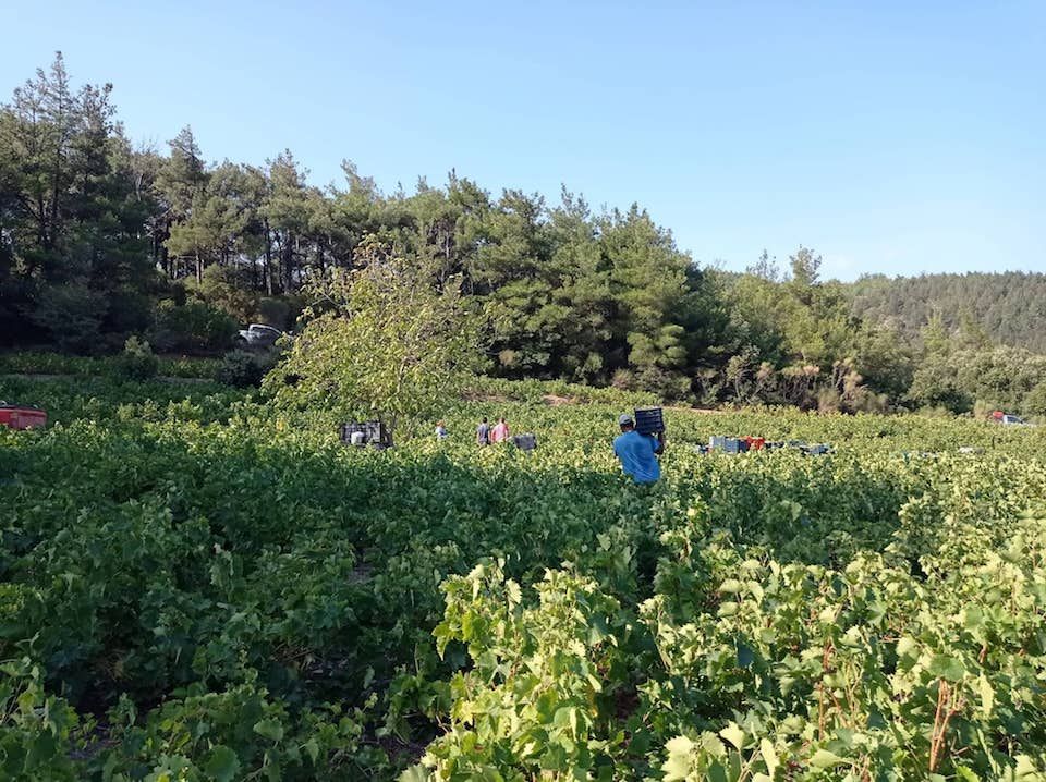 Έναρξη του τρυγητού για το σαμιώτικο μοσχάτο