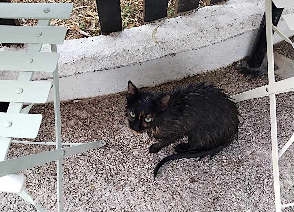 VIDEO Επιχείρηση διάσωσης ενός μικρού γάτου που έπεσε σε πηγάδι