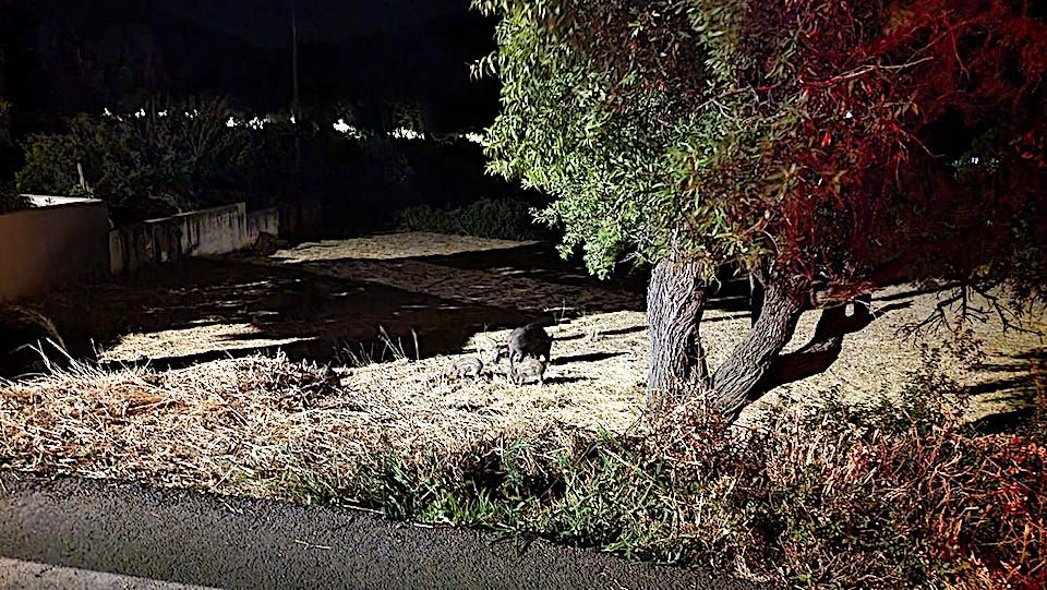 ΤΩΡΑ ΜΕΤΡΑ ΓΙΑ ΤΑ ΑΓΡΙΟΓΟΥΡΟΥΝΑ! ΔΕΝ ΑΝΤΕΧΟΥΜΕ ΠΙΑ!