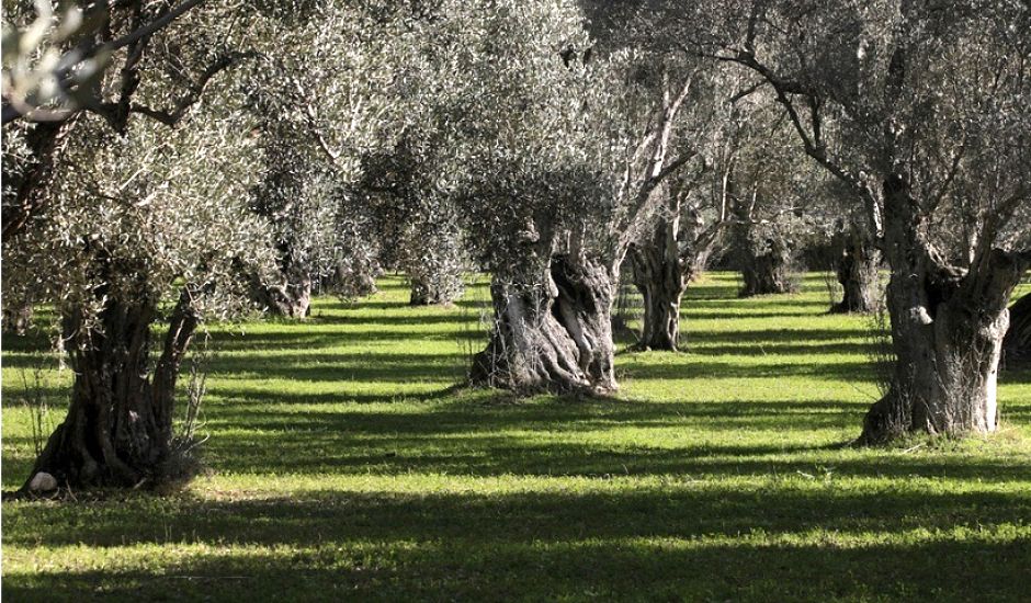 Σάμος: Ξεκίνησε ο  δολωματικός ψεκασμός δακοκτονίας