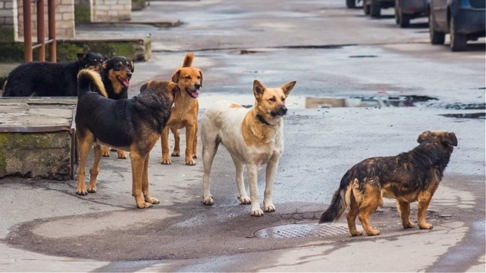 Δήμος Δυτικής Σάμου «Διαχείριση αδέσποτων ζώων συντροφιάς»