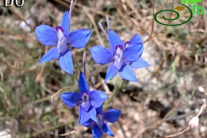 Σάμος: 61 χρόνια μετά ξαναβρέθηκε η σπάνια Consolida samia