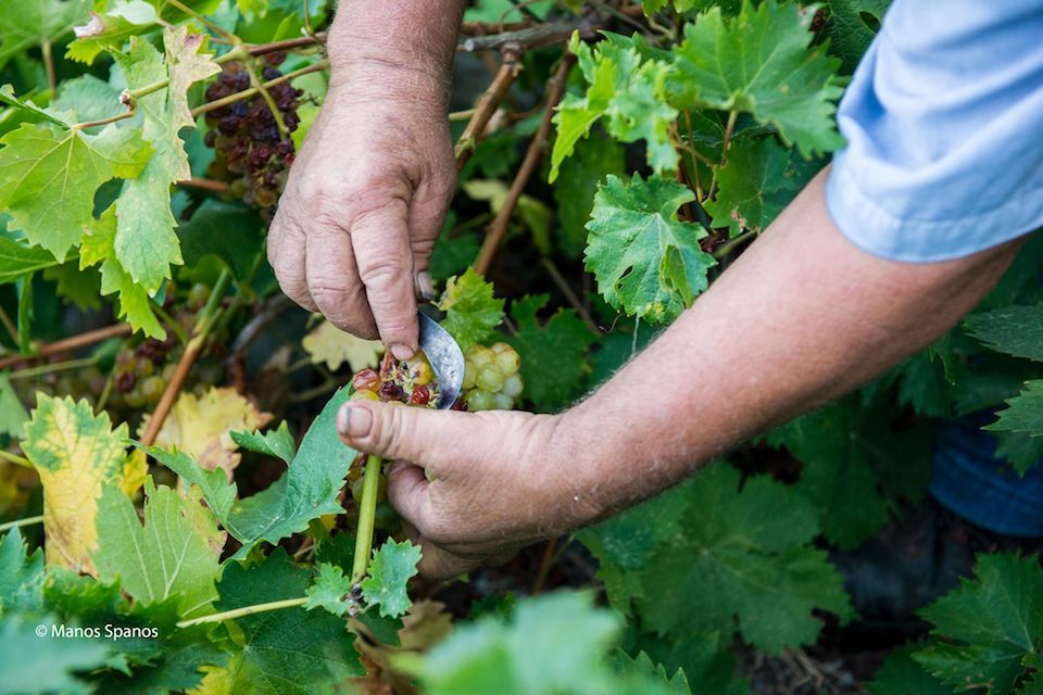 ΝΕΑ ΚΑΡΤΑ ΜΕΛΟΥΣ για τους παραγωγούς του Ε.Ο.Σ Σάμου