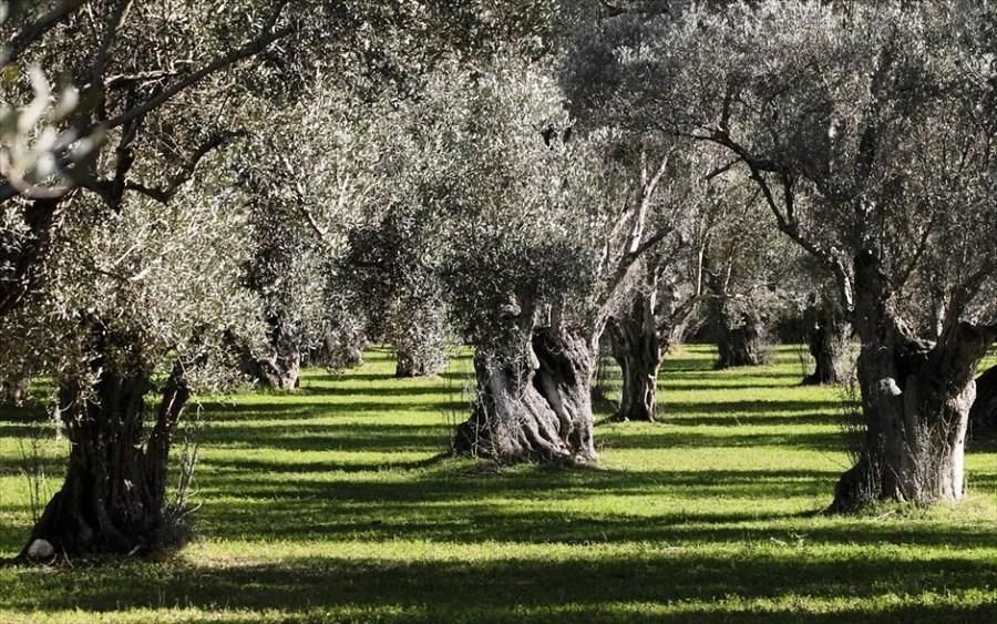 Πρόγραμμα τεχνητής νοημοσύνης για τα παράσιτα στα ελαιόδεντρα