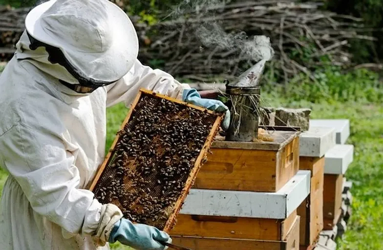 Ξεκινούν οι αιτήσεις για οικονομική στήριξη της μελισσοκομίας