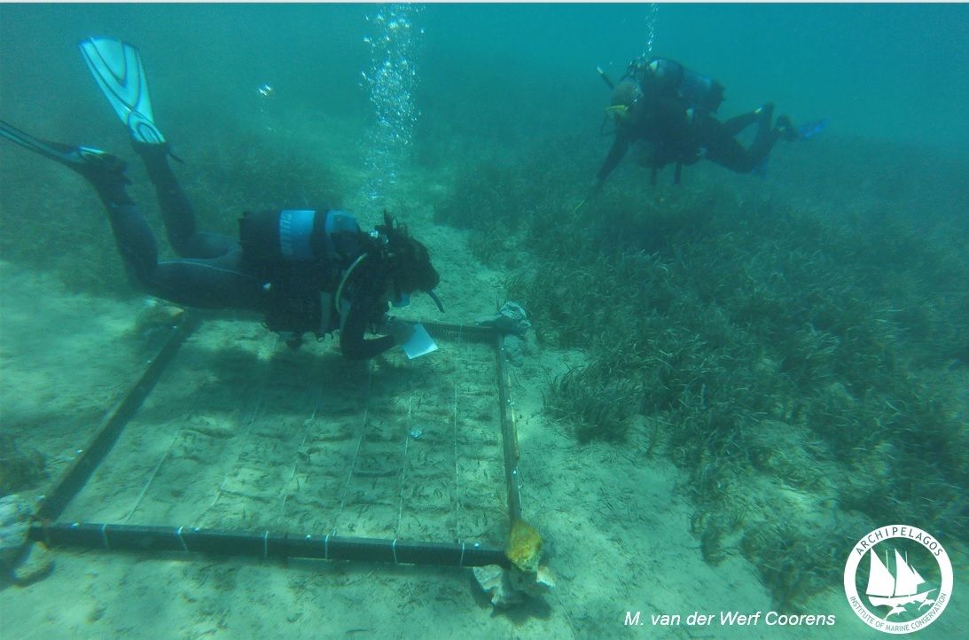 Φυτεύοντας Υποβρύχιους Κήπους Ποσειδωνίας - μία νέα καινοτόμος διαδικασία φύτευσης