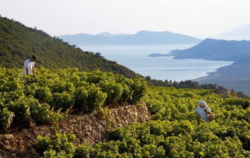 Εξόφληση εσοδείας 2016 απο τον ΕΟΣ Σάμου