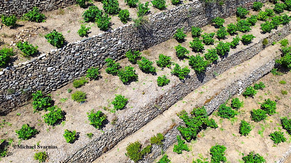 Αίτηση ζημιάς στον ΕΛΓΑ για τους αμπελλουργούς απο τον καύσωνα