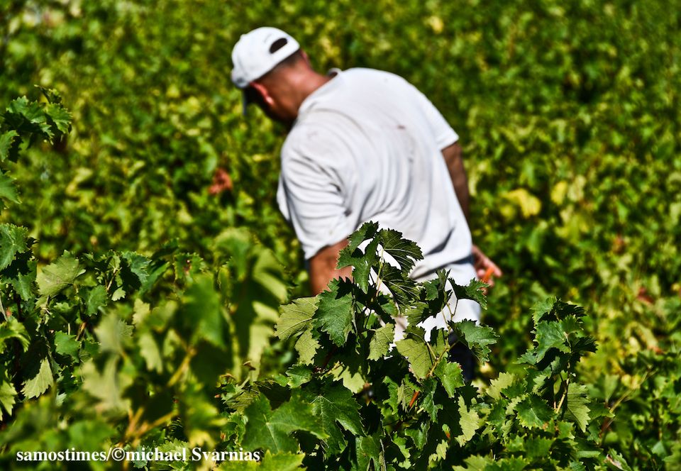 Αιτήσεις για ένταξη στο πρόγραμμα Αναδιάρθρωσης και Μετατροπής Αμπελώνων περιόδου 2021-2022