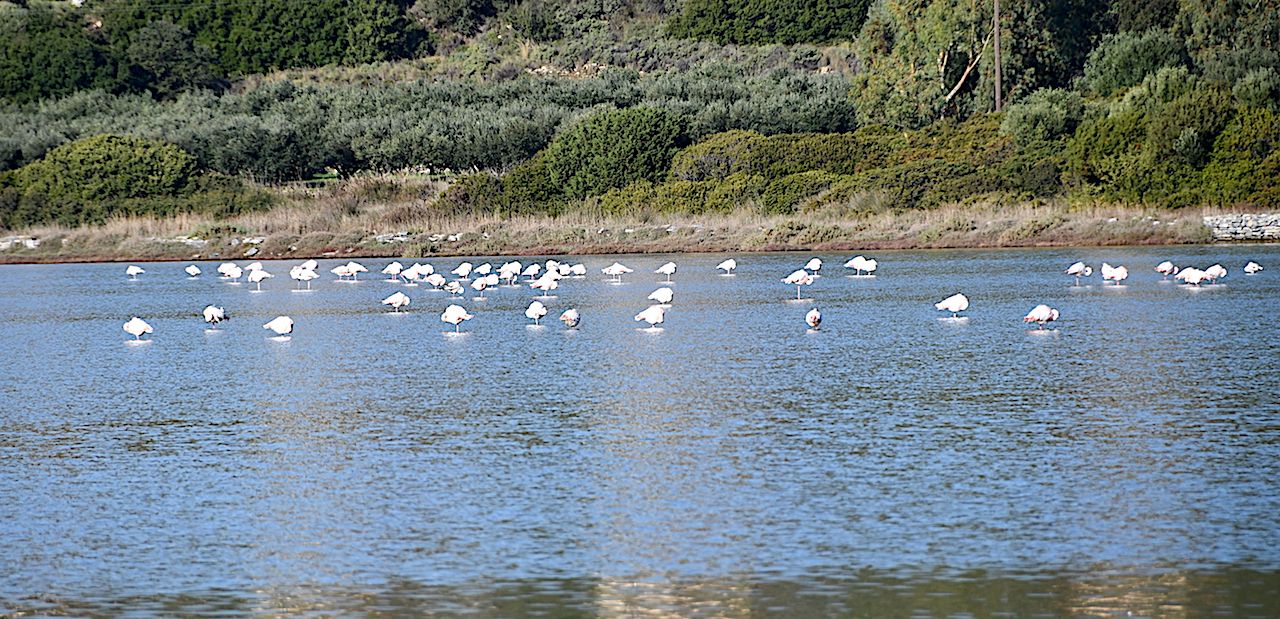 Σάμος μια στάση για τα Ροζ Flamingos Video