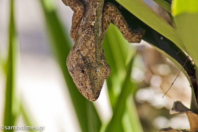 Ο Μεσογειακός χαμαιλέοντας της Σάμου