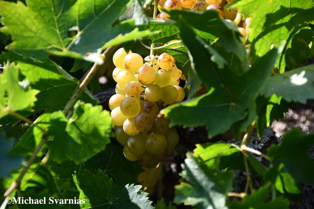 ΕΟΣ Σάμου: ΑΥΞΗΣΗΣ ΤΙΜΗΣ ΠΑΡΑΓΩΓΟΥ ΓΙΑ ΤΟ 2021