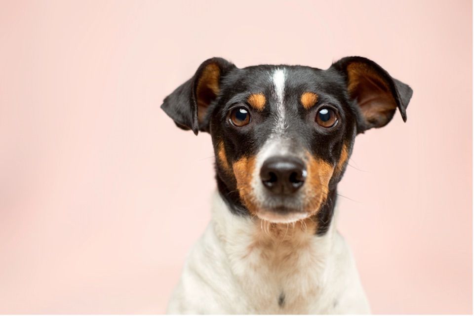 Σπιτάκι σκύλου: 4 είδη