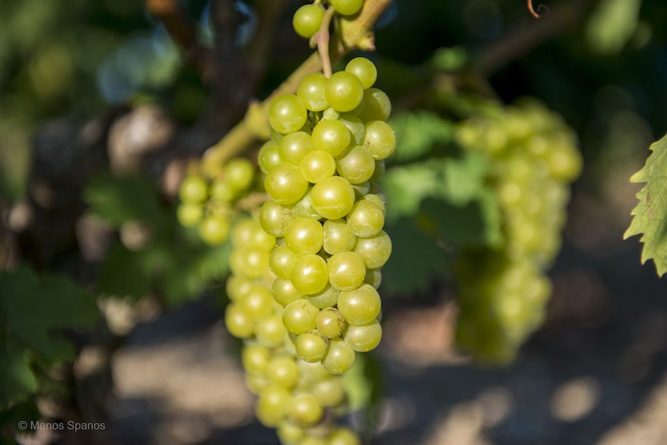 Συνεταιρισμός Σάμου: βελτίωση τιμής σταφυλιών, για το 2022