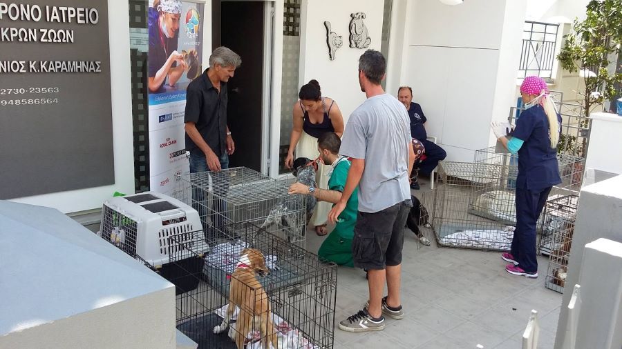 Δωρεάν πρόγραμμα στειρώσεων