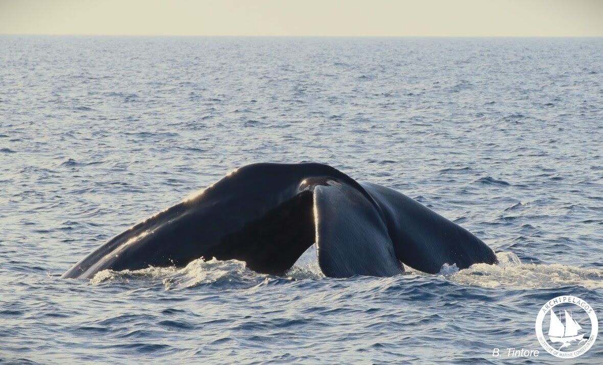 Φυσητήρες πάνω από τη θαλάσσια τάφρο ανάμεσα στην Ικαρία, τη Σάμο και τη Χίο